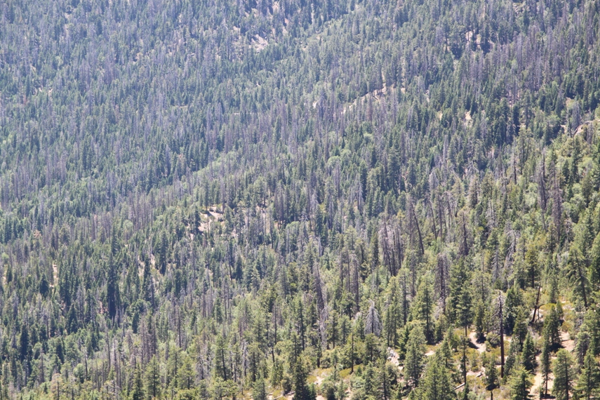 Sequoia National Forest